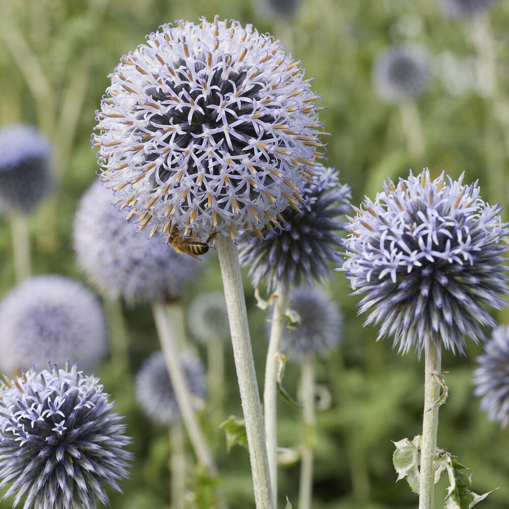 Boule azurée - Boules azurées Veitchs Blue - Echinops ritro Veitch's Blue