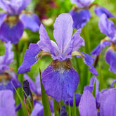 Iris des Sibérie Happy Returns - Iris sibirica 'happy returns' - Plantes