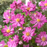 Anémone du Japon 'Prinz Heinrich - Willemse