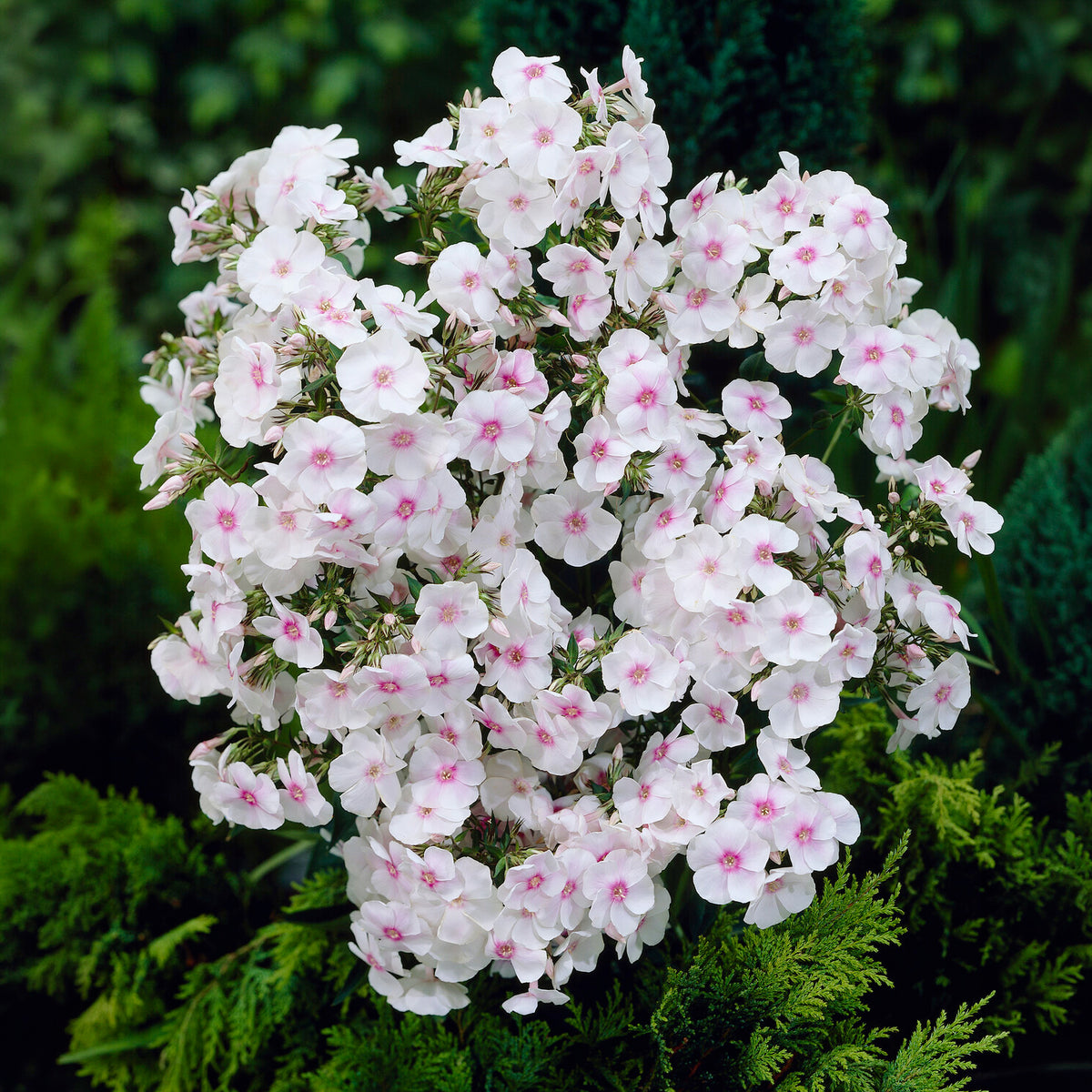 Phlox paniculé Miss Holland - Willemse