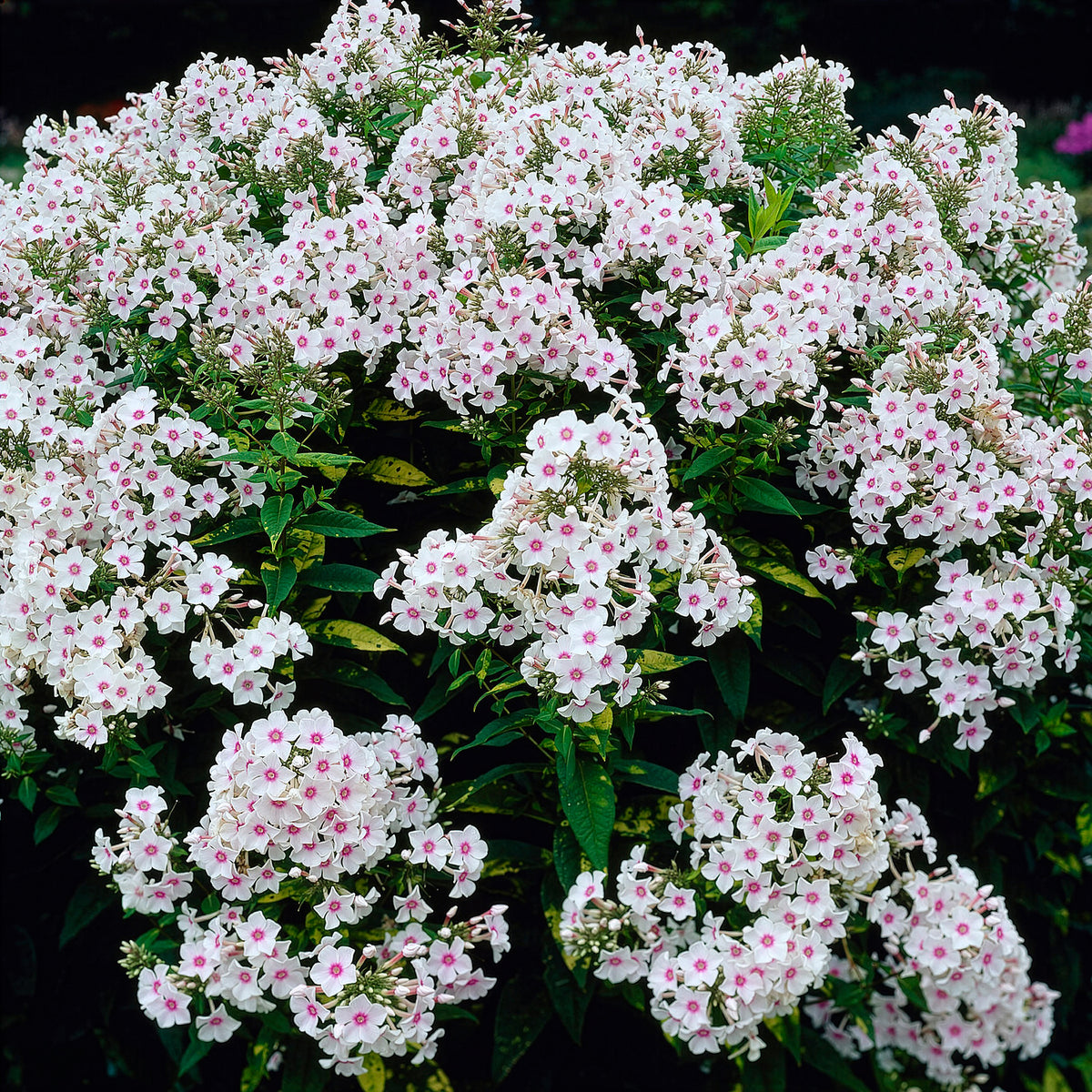Phlox paniculé Miss Holland - Phlox paniculata Miss Holland - Willemse