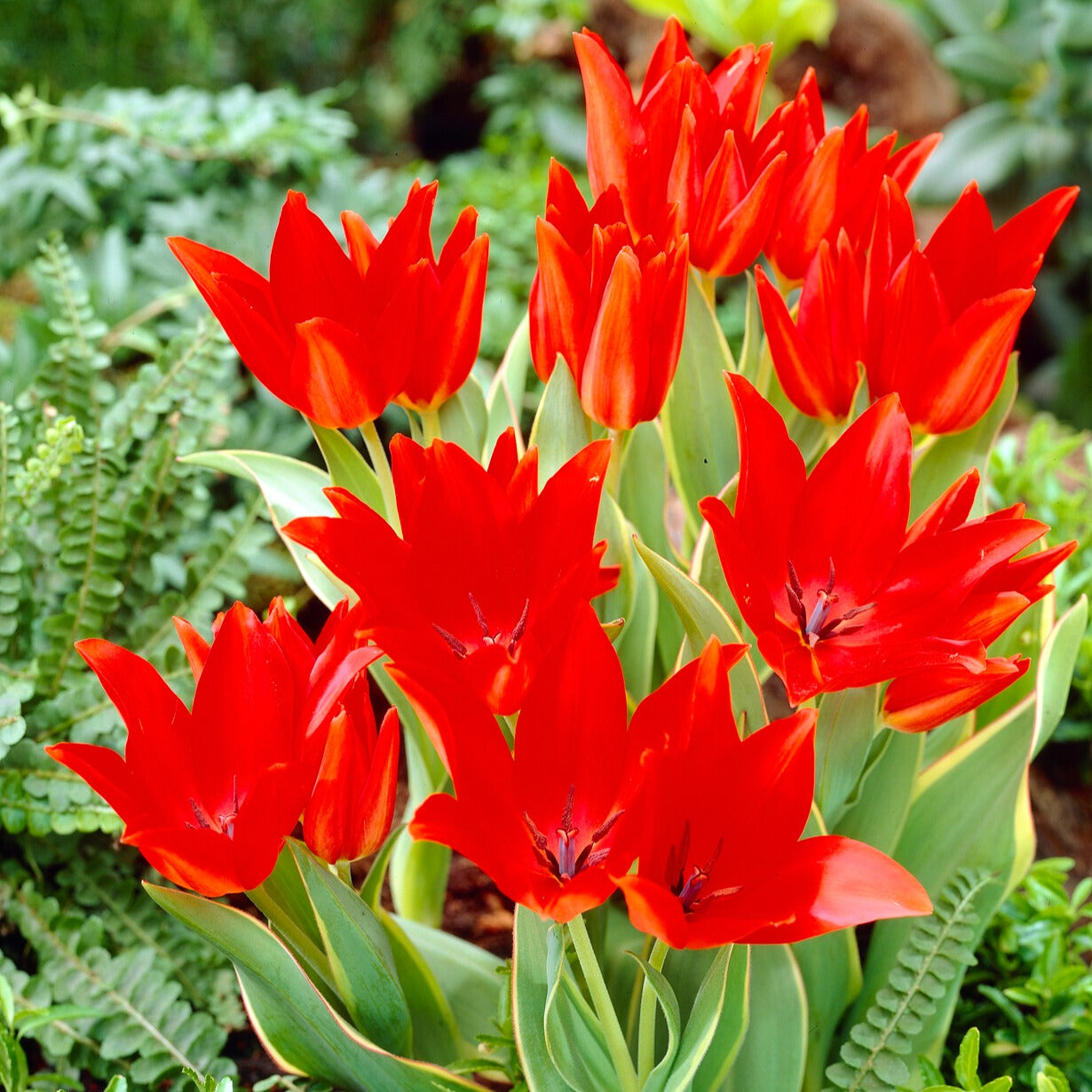 10 Tulipe Praestans Bloemenlust - Tulipa praestans 'bloemenlust' - Plantes