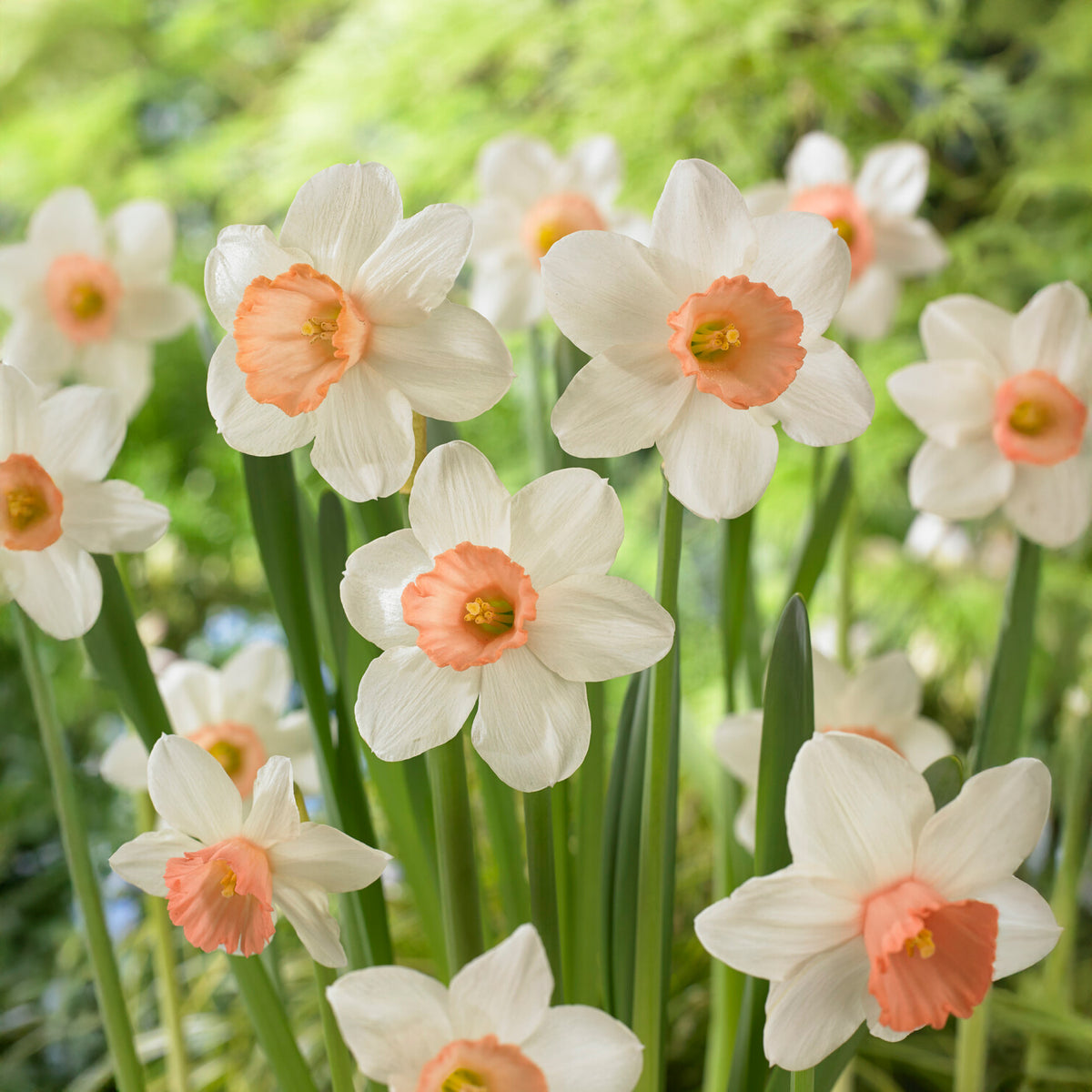 5 Narcisses Iwona - Willemse