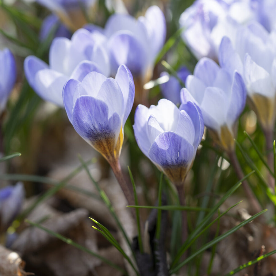 Crocus : Guide et Comparatif des Espèces