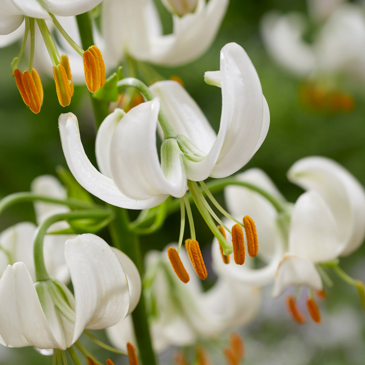 Lis martagon Snowy Morning - Willemse
