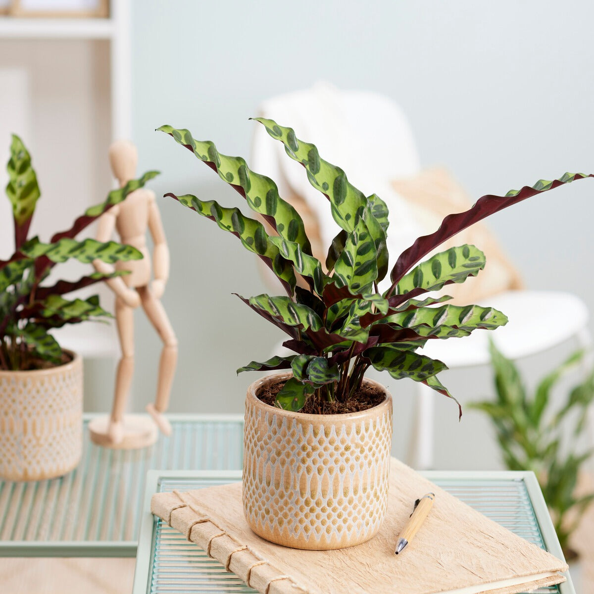 Calathea Insignis - Willemse