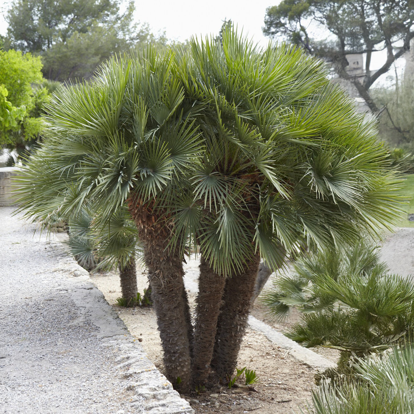 Chamaerops humilis - Palmier de jardin - Palmier
