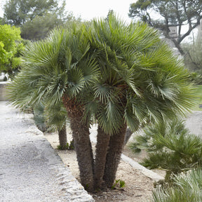 Chamaerops humilis Vulcano  - Palmier nain Vulcano - Palmier