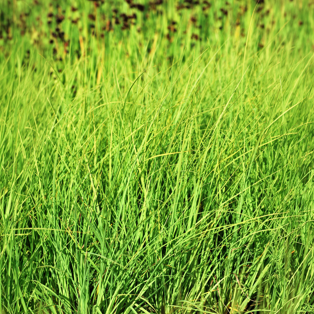 Laîche faux Panic - Carex