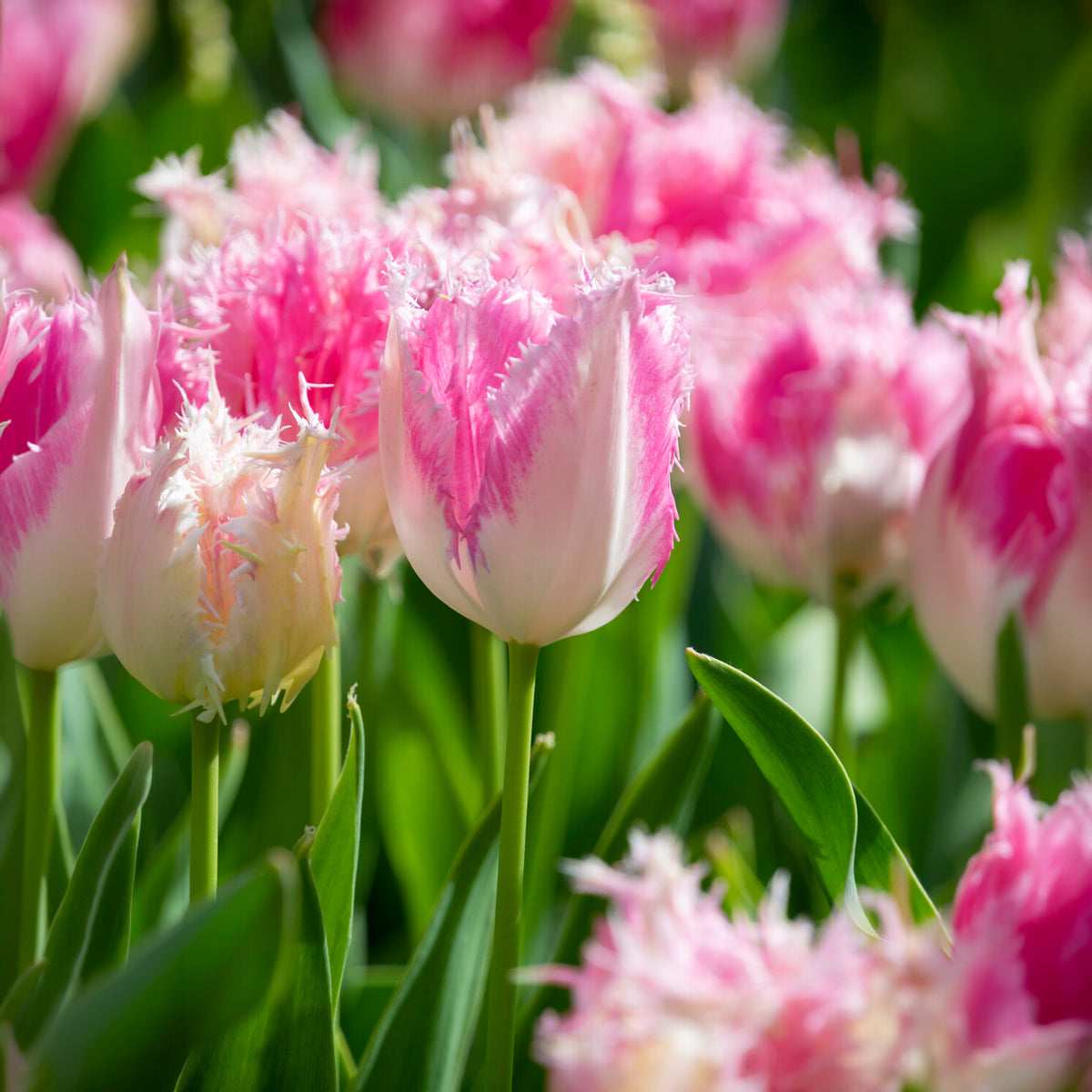 20 Tulipes frangées Huis ten Bosch