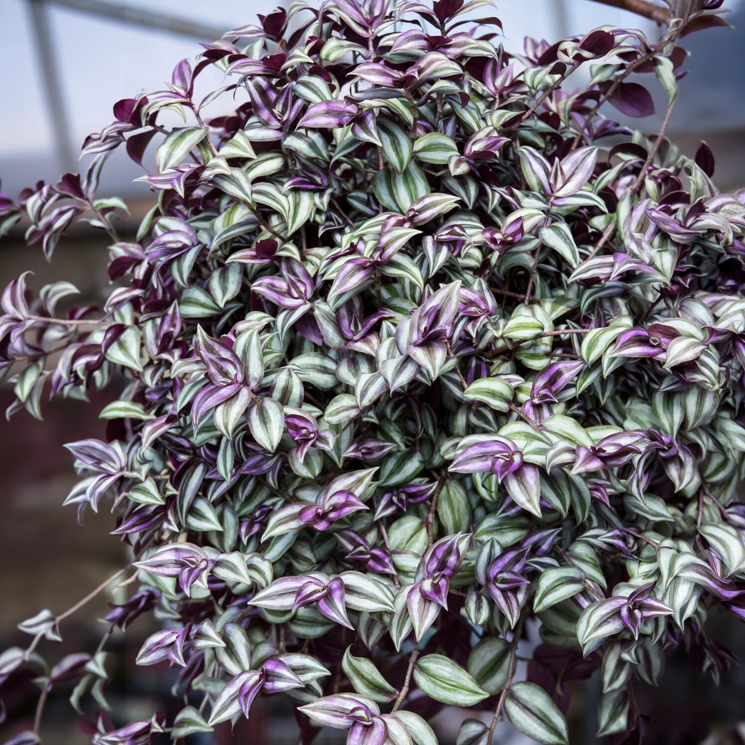 Misère rayée - Tradescantia zebrina - Willemse