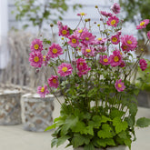 Anémone du Japon Margarete - Willemse