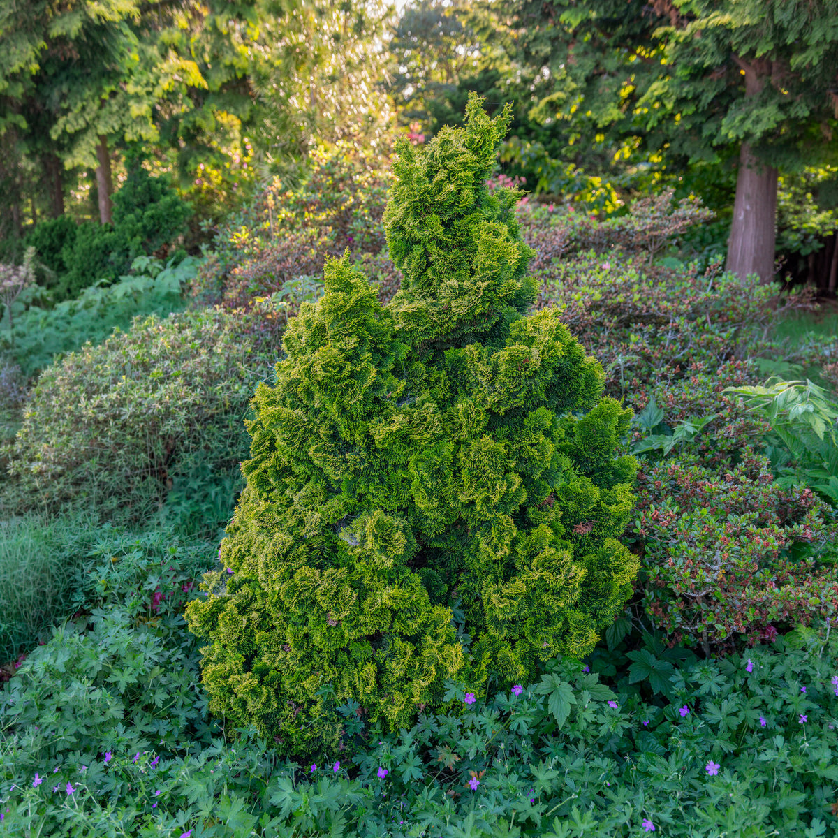 Faux cyprès Hinoki Aurora - Willemse