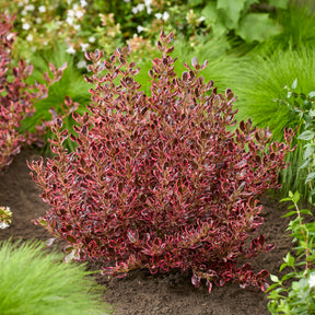 Coprosma repens Eclipse® - Willemse
