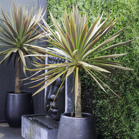 Cordyline australis Choc-Mint® - Cordyline australis Choc-Mint® - Cordyline