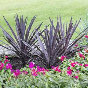 Cordyline australis Red Sensation® - Willemse