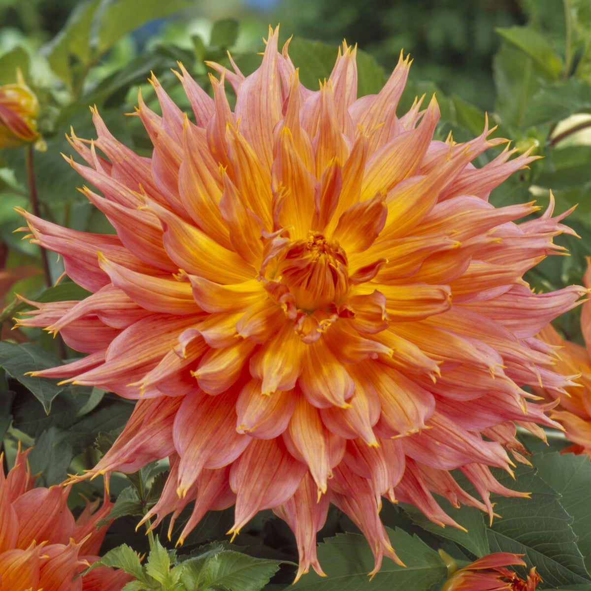 Dahlia cactus Omega - Dahlia Omega - Willemse