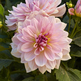 Dahlia géant Fairway Pilot - Willemse