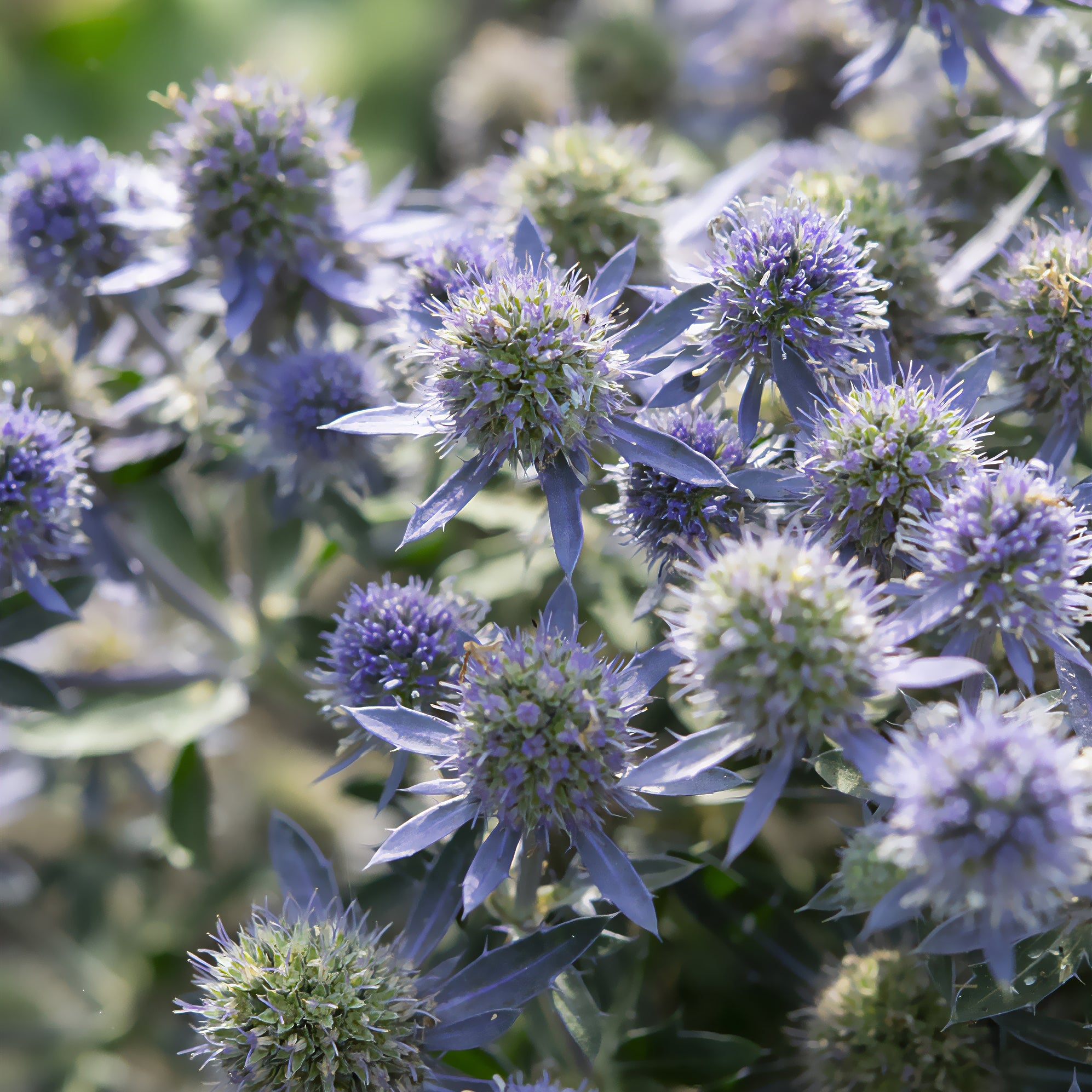 Panicaut à feuilles planes Blue Hobbit - Eryngium planum Blue Hobbit