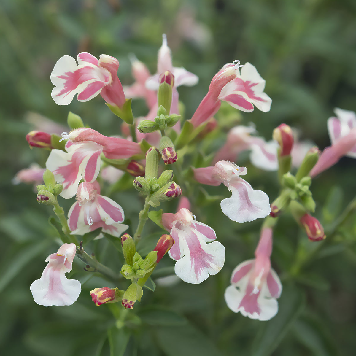 Sauge arbustive Belle de Loire® Barsabel - Willemse