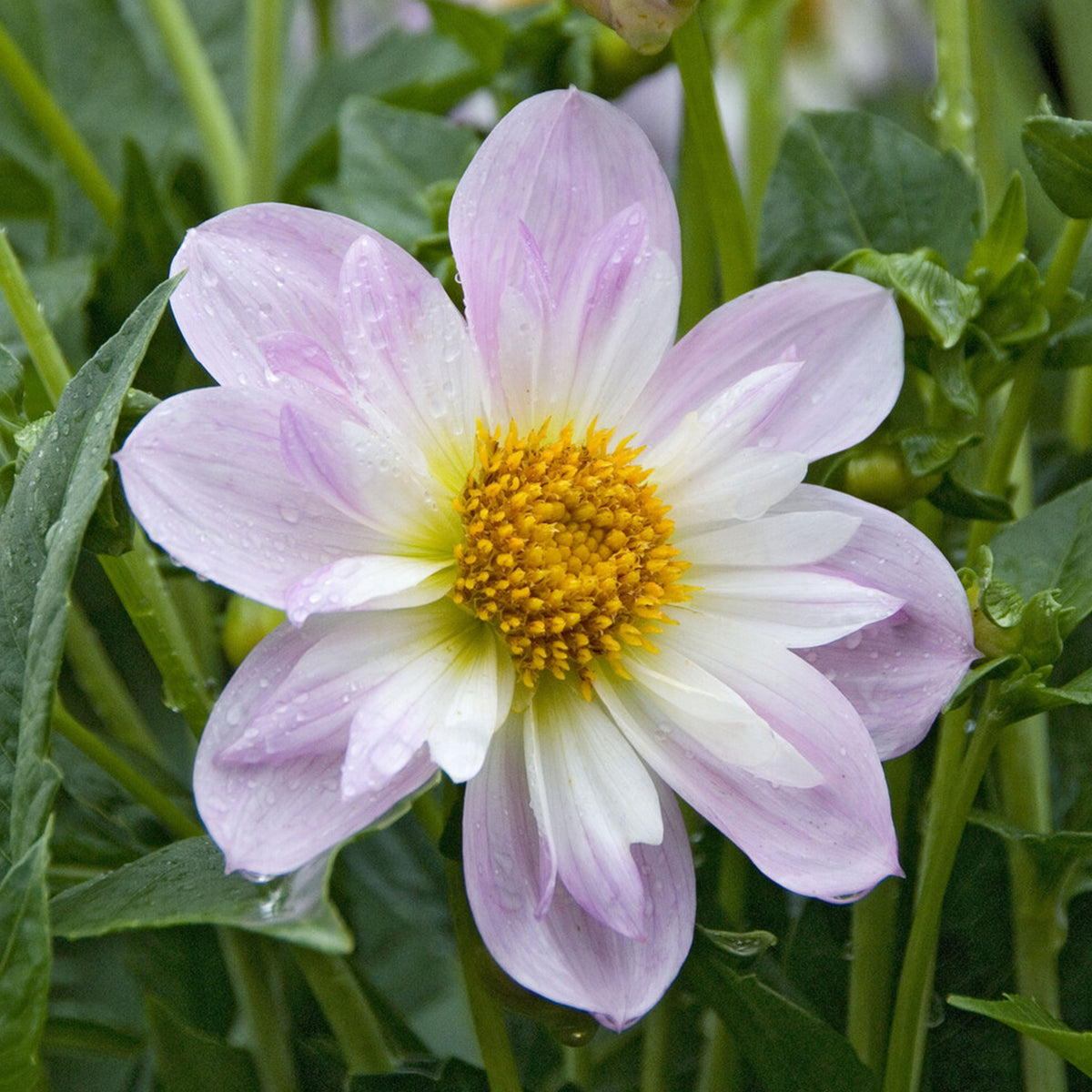 Dahlia collerette Teesbrooke Audrey - Dahlia Teesbrooke Audrey - Willemse