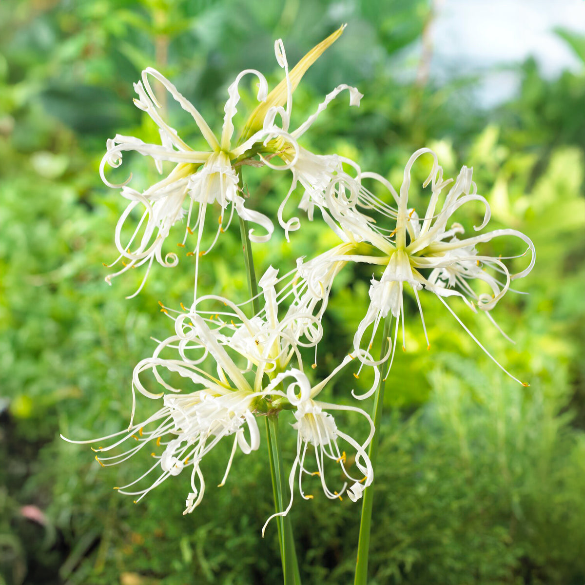 3 Ismènes blanches - Lis araignée - Hymenocallis longipetala - Willemse