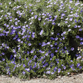 Liseron de Mauritanie Compacta - Willemse