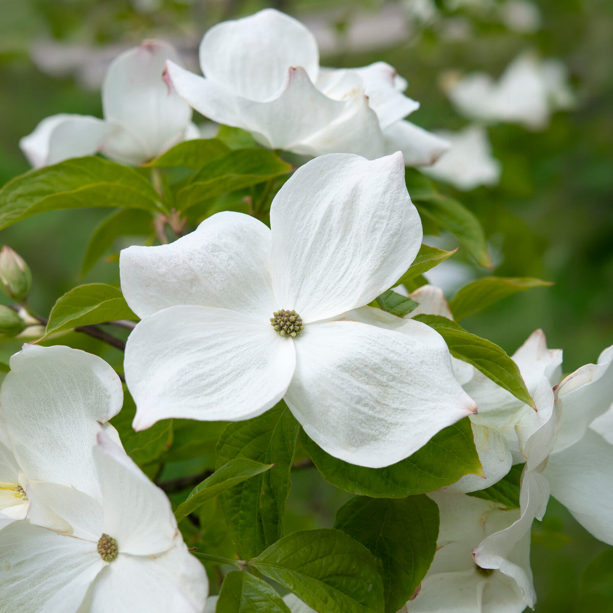Cornouiller à fleurs de Floride - Cornus florida - Willemse