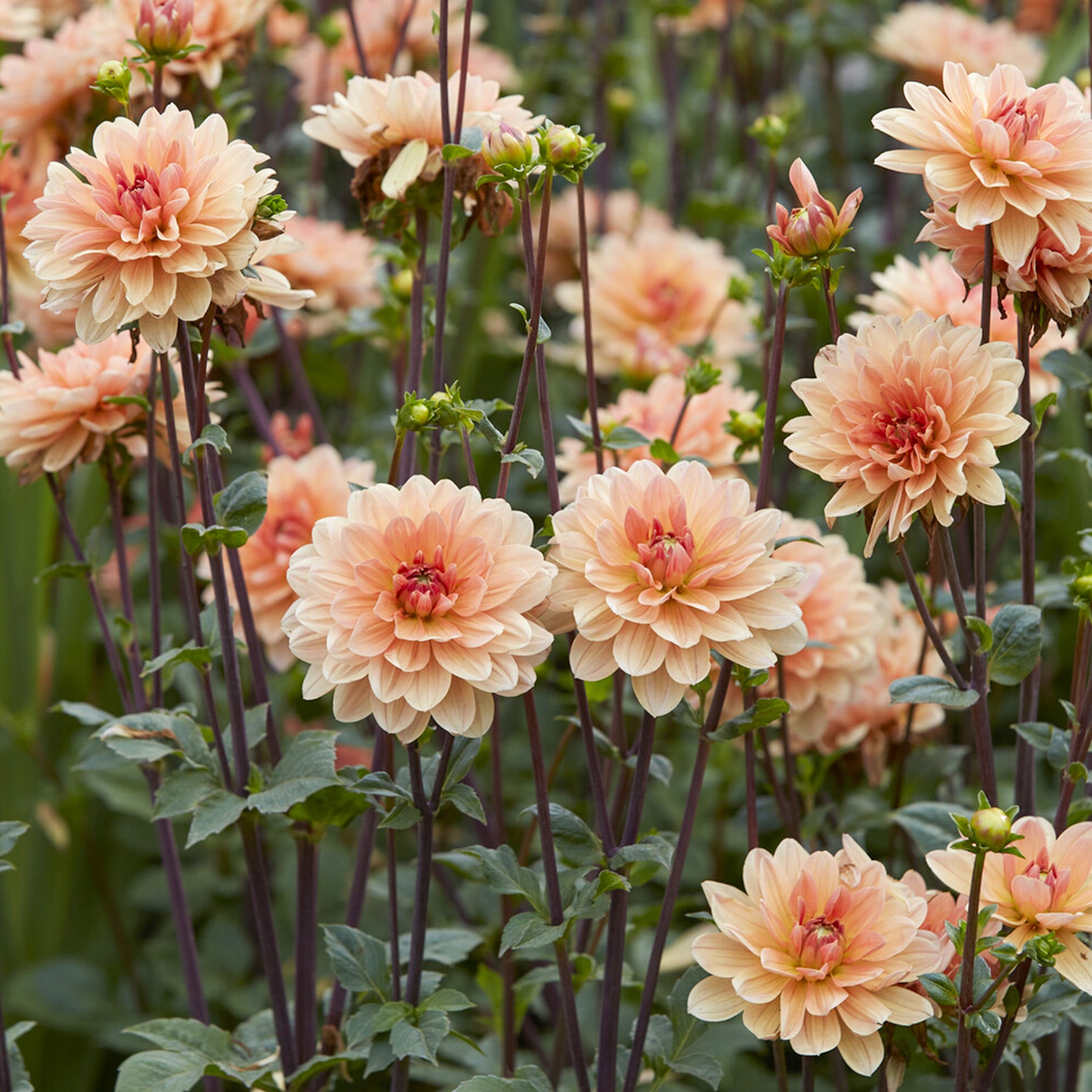 Dahlia décoratif Apricot Desire - Willemse