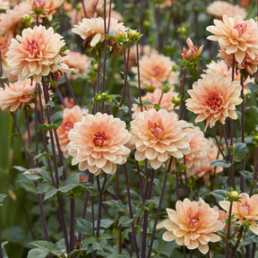 Dahlia décoratif Apricot Desire - Willemse