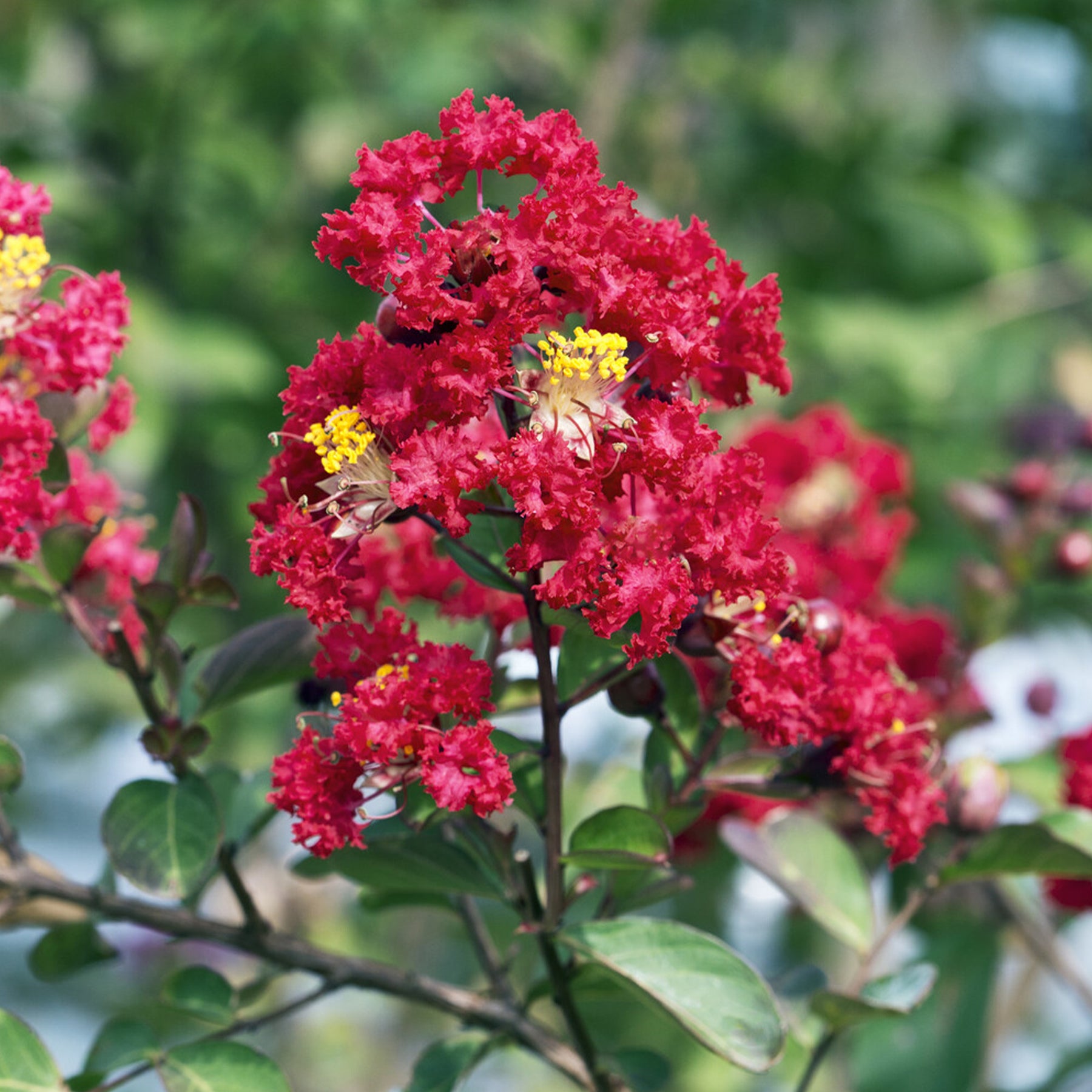 Lagerstroemia indica Red Rocket - Lilas des Indes Red Rocket - Lilas des Indes