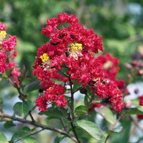 Lagerstroemia indica Red Rocket - Lilas des Indes Red Rocket - Lilas des Indes