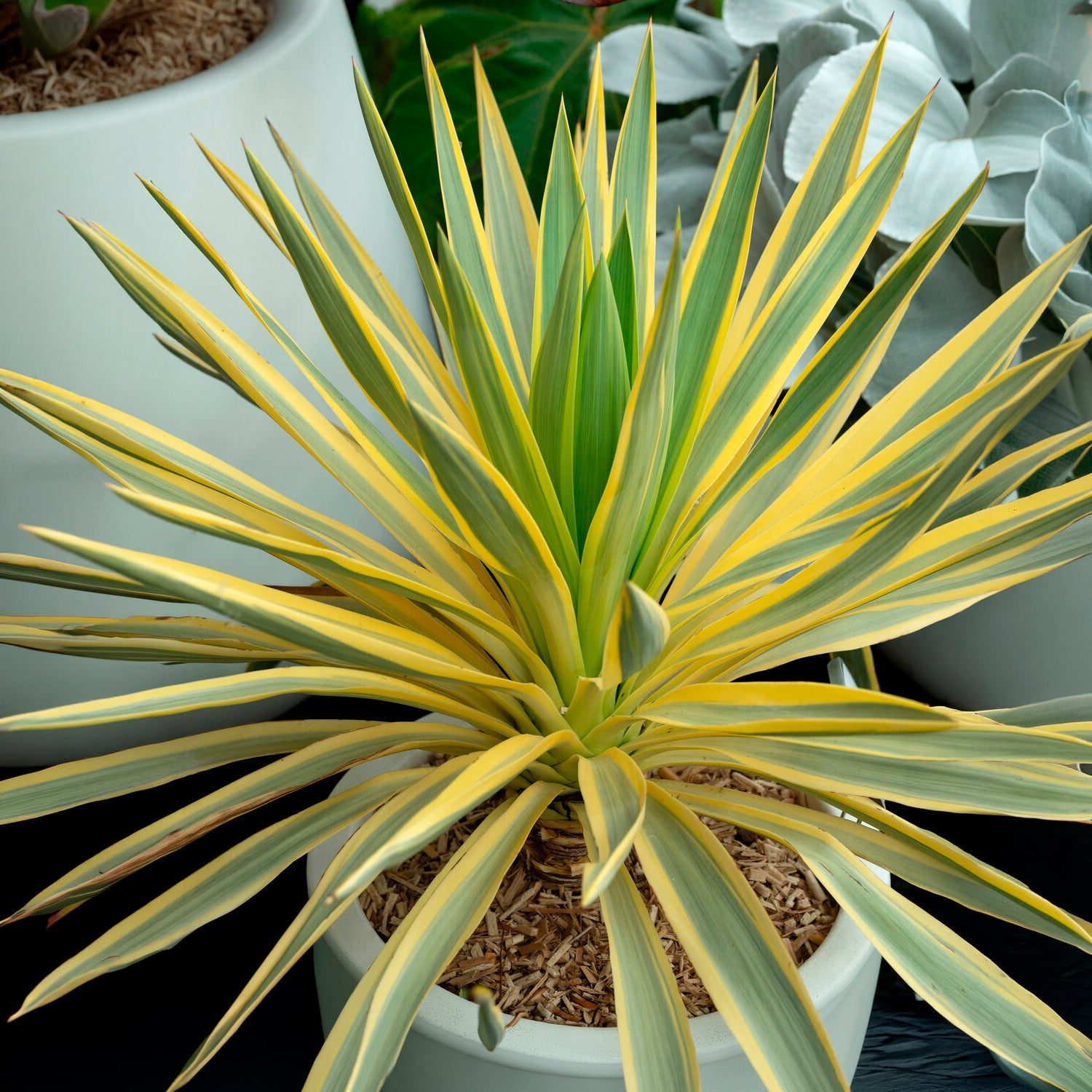 Yucca gloriosa Citrus Twist ® - Yucca gloriosa Citrus twist® - Yuccas