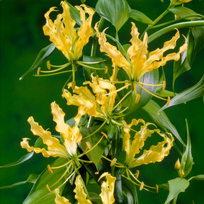 Gloriosa jaune - Lis de Malabar - Willemse