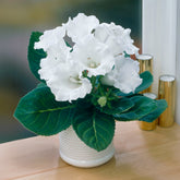 Gloxinia Mont Blanc - Willemse