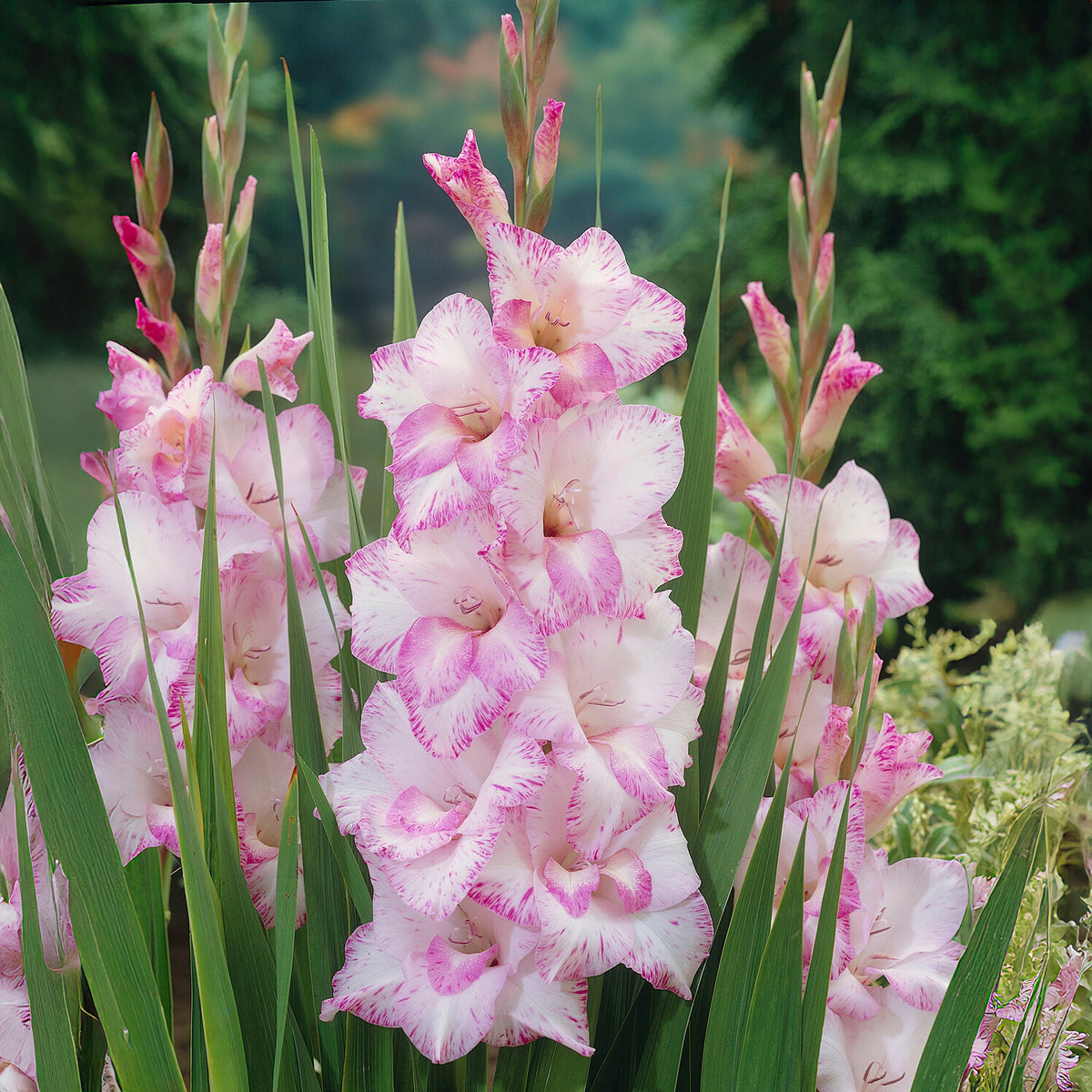 Glaïeul My love - Willemse