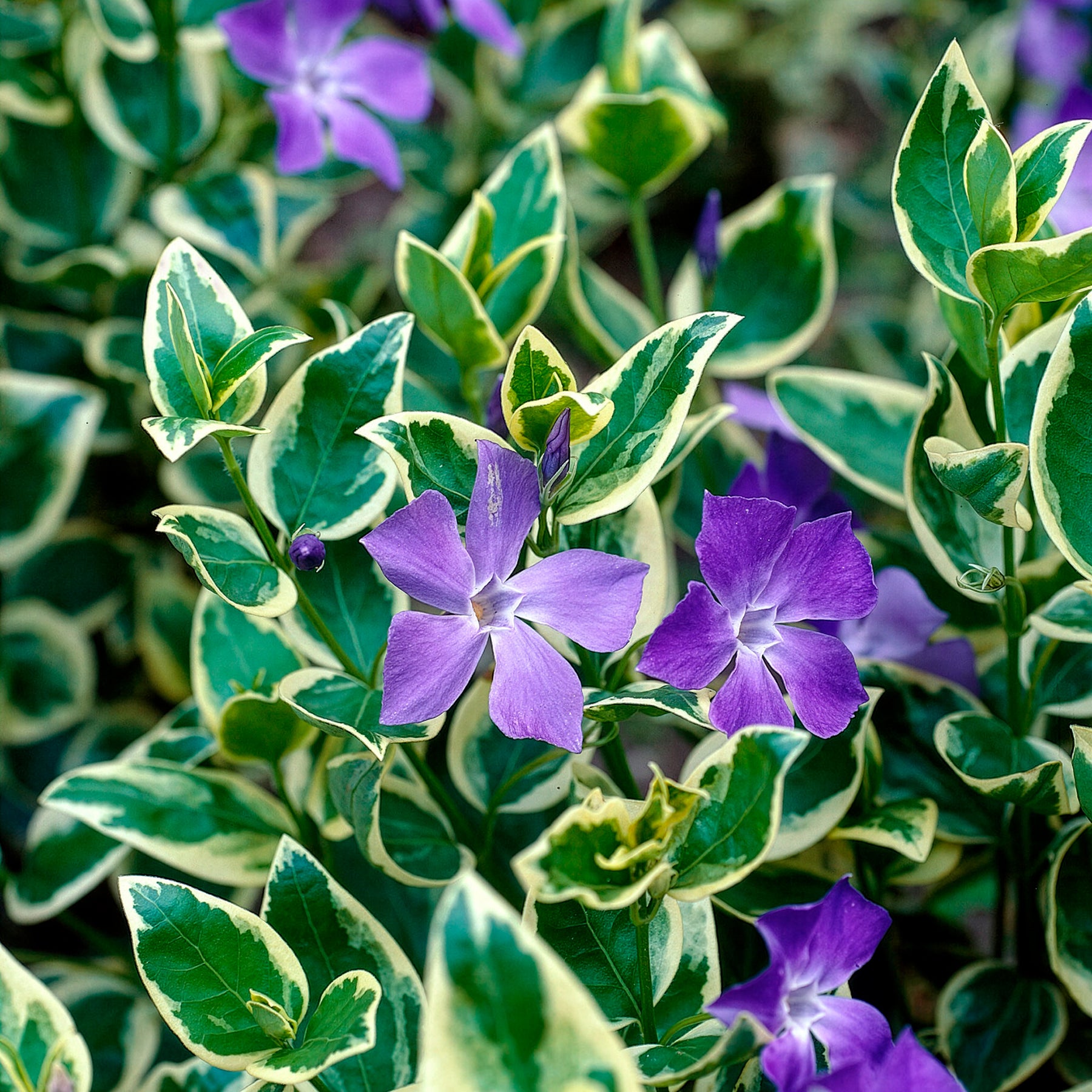Vente Grande pervenche panachée - Vinca major Variegata