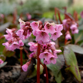 Bergénia Bach - Willemse