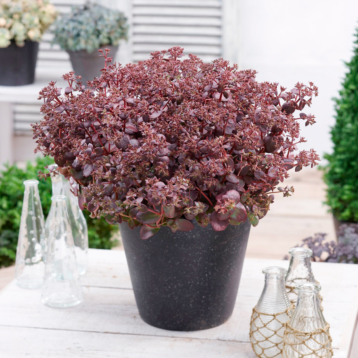 Sedum Sunsparkler® Firecracker - Sedum Sunsparkler® Firecracker - Willemse