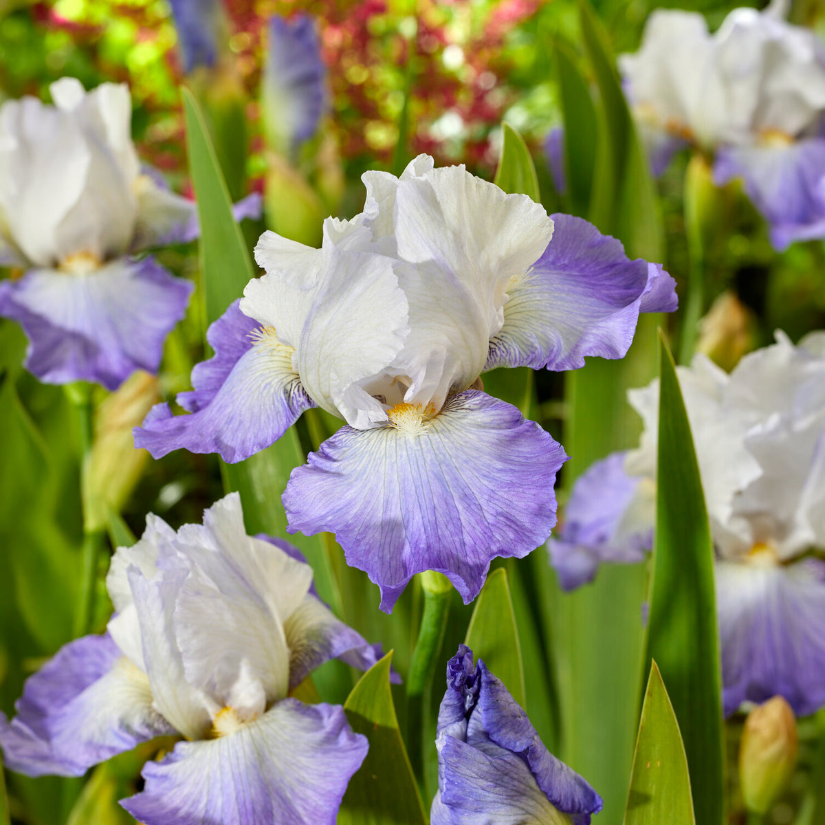 Iris de jardin Alizés - Willemse