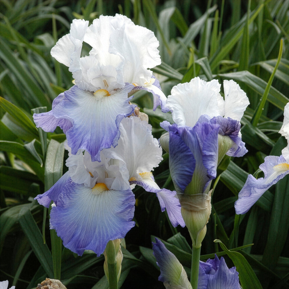 Iris de jardin Alizés - Willemse