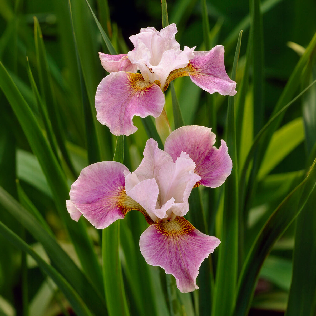 Iris de Sibérie Dance Ballerina Dance - Iris sibirica Dance Ballerina Dance - Willemse