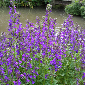 Lobelia Vedrariensis - Lobelia gerardii Vedrariensis - Willemse
