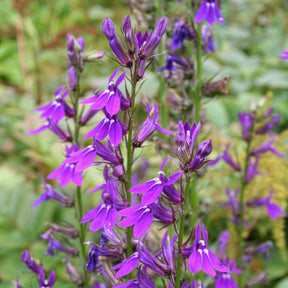 Lobelia gerardii Vedrariensis - Lobelia Vedrariensis - Lobelia