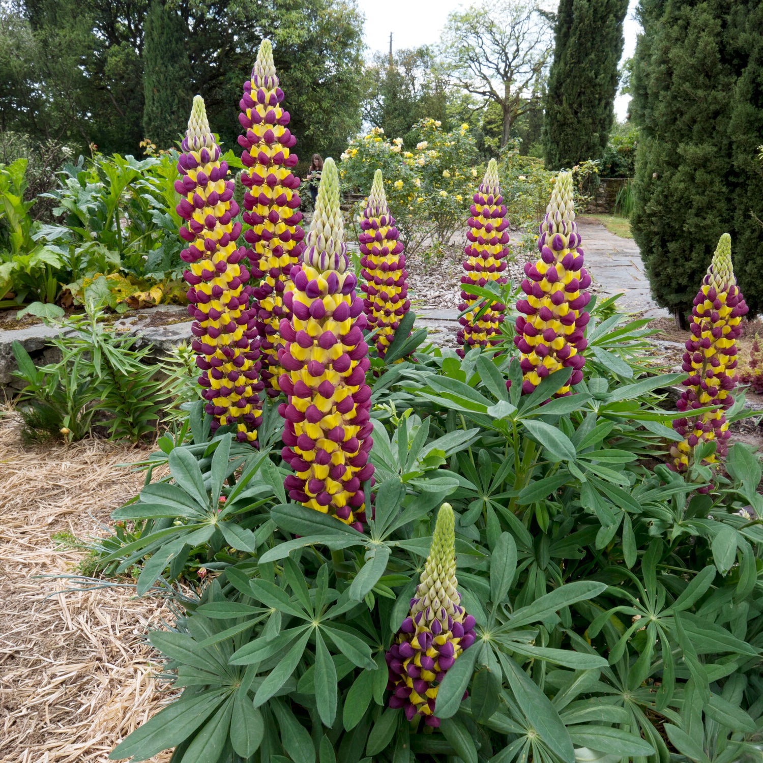 Lupin - Lupin Manhattan Lights® - Lupinus Manhattan Lights®