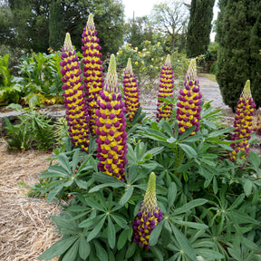 Lupin - Lupin Manhattan Lights® - Lupinus Manhattan Lights®