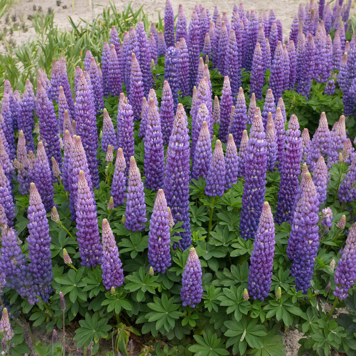 Lupin Persian Slipper - Lupinus Persian Slipper - Willemse