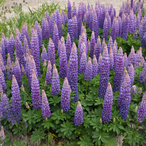 Lupin Persian Slipper - Lupinus Persian Slipper - Willemse