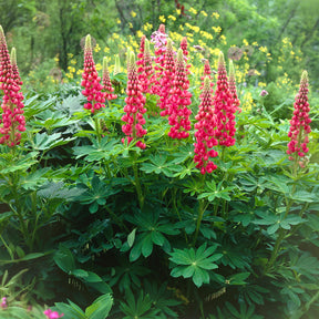 Lupin - Lupin The Pages - Lupinus The Pages