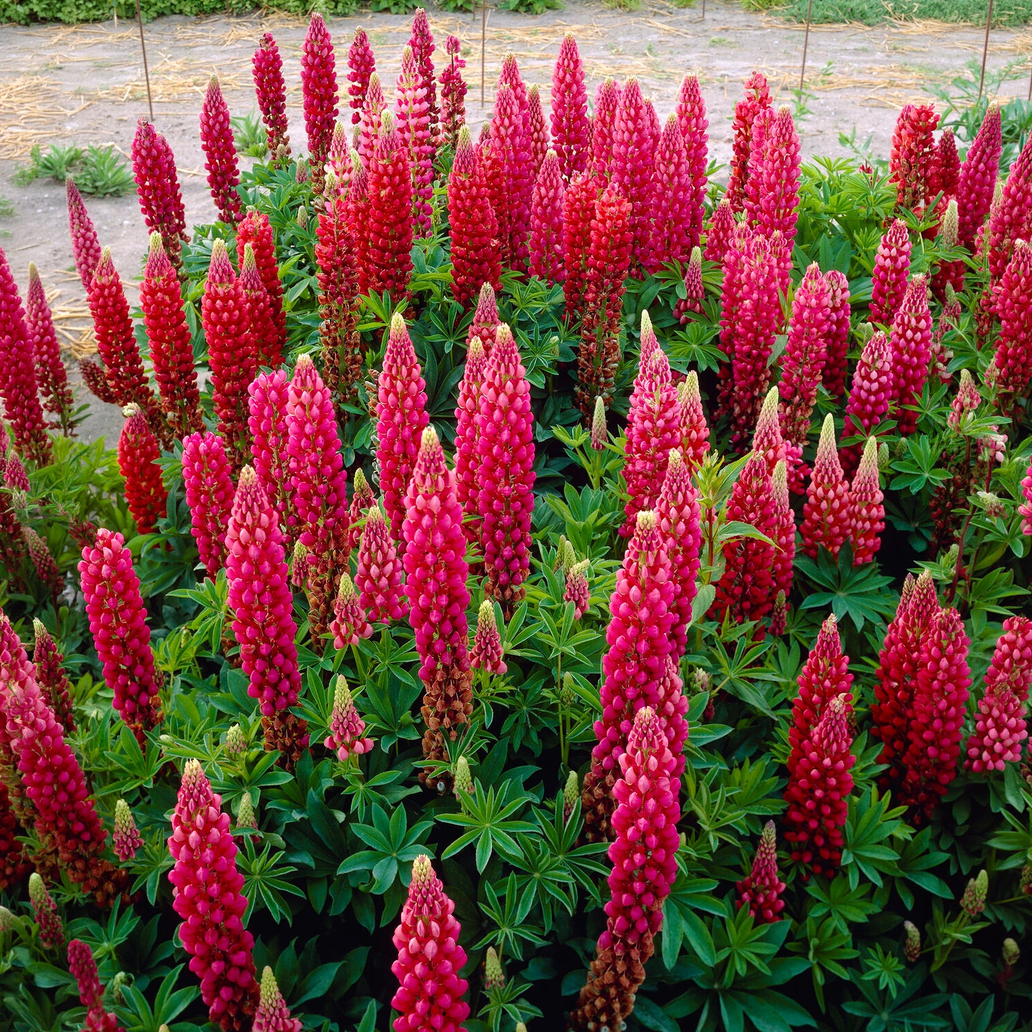 Vente Lupin The Pages - Lupinus The Pages